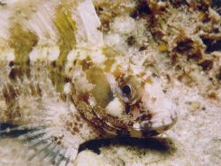 Parablennius gattorugine in the Mediterranean sea - Nikon... by Ferdinando Meli 